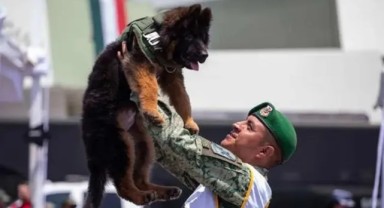 Türkiye’den Meksika’ya gönderilen yavru köpeğe ismi törenle verildi