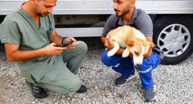 İzmir’de bir yılda 25 bin kedi ve köpek kısırlaştırıldı