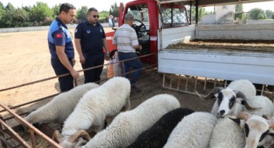 Menderes’te Kurban Denetimi