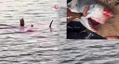 Mısır'da Rus turisti öldüren köpek balığı için profesörden ürperten yorum: 