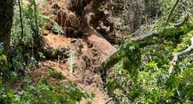 Muğla'da turistlerin üzerine ağaç devrildi: 1 ölü, 2 yaralı