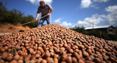 Akaryakıt zamlarının ardından fındık üreticisinin fiyat beklentisi arttı