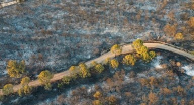 Aliağa'daki orman yangınına ilişkin gözaltına alınan 2 kişi serbest bırakıldı