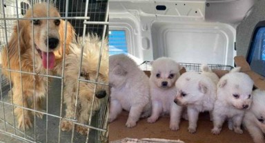 Bursa'da bir çiftlikte 16 köpek terk edilmiş halde bulundu