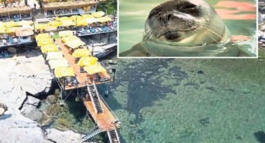 Karaburun'da fokların yuvasına iskele kurdular!