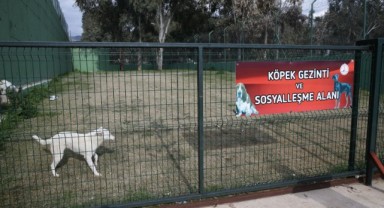 Karşıyaka’nın ampute köpekleri emin ellerde