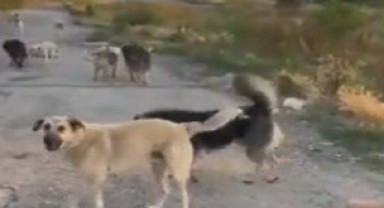 Kimsenin geçemediği sokakta bunu yaptı!