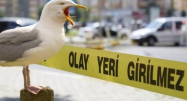 Sıcaktan bunaldı, martılara kızıp ateş açtı: 5 yaralı