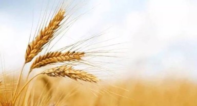 TMO 5.7 milyon ton hububat aldı