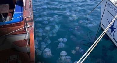 İzmir Körfezi ve Foça kıyılarında denizanası görüldü