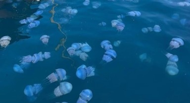 Tedirgin eden görüntü! Foça sahili istila ettiler: Hastanelere başvurular arttı