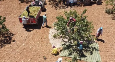 'Yeşil altın'da hasat zamanı: Tam 150 bin ton!