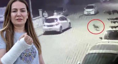 Başıboş pitbull dehşeti! Evcil hayvan ve sahibine saldırdı. Yardımına çevredekiler koştu