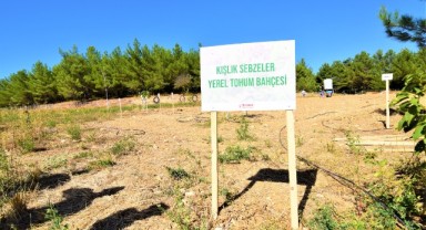 Kışlık sebze tohumları Bornova Belediyesi’nden