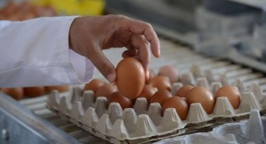 Rekabet Kurulu'ndan yumurta üreticisine 'kartel' cezası
