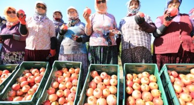 Zeytinköy’ün İlk Nar Şenliği Bu Pazar