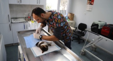 Menderes'te sokak hayvanları tedavi ediliyor