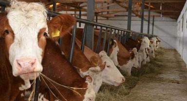 Hayvancılıkta gelirler giderleri karşılamıyor
