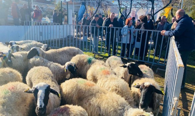 Küçükbaş destekleri 5 yılda 10 bini aştı
