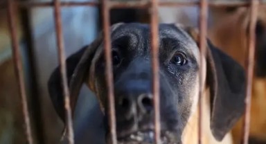 Güney Kore'de devrim gibi karar: Köpek eti yasaklanıyor