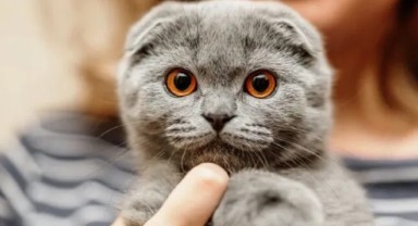 Hayvanseverleri sevindirecek haber! Fransa'da, mahkeme