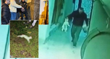 İzmir'deki cani gözaltında: Sokaktan topladığı kedileri evinde öldürüp apartmanın bahçesine attı