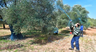 Büyükşehir’den zeytin üreticisine bordo bulamacı desteği