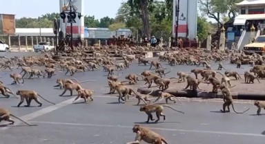 Maymunlar cehennemine dönmüştü: Evlere dükkanlara kadar girdiler, düğmeye basıldı toplatılıyorlar
