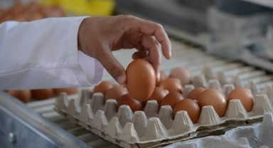 Yumurta kartonu üreticilerine 55 milyon TL ceza