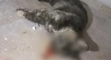 İstanbul'da ikinci Eros vakası: Önce annesini şimdi de Tontik'i öldürdüler