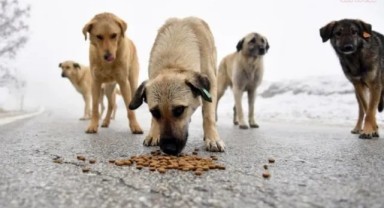 AK Parti'den sokak köpekleriyle ilgili düzenlemeye ilişkin yeni açıklama