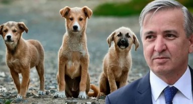 Erdoğan'ın eski metin yazarı köpek katliamını böyle savundu: