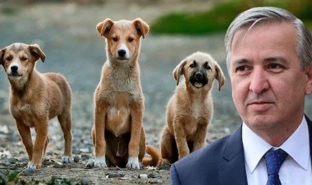 Erdoğan'ın eski metin yazarı köpek katliamını böyle savundu: