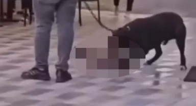 İzmir'de pittbull dehşeti! Kediyi öldürtmüştü: O cani gözaltına alındı