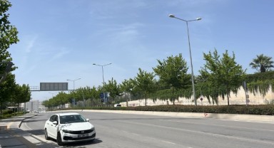Ağaçlar taşınarak koruma altına alınacak