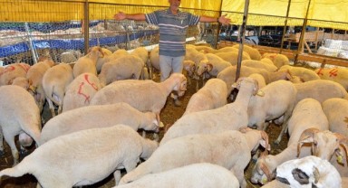 Kavurmalar ihtiyaç sahiplerinin sofrasına ulaştırılacak