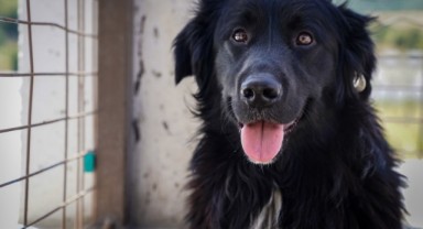 Yılın ilk 6 ayında İzmir’deki barınaklardan 500 köpek sahiplendirildi