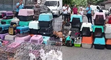 İstanbul'da şoke eden olay! Dairede ölüme terk edilmiş 85 kedi bulundu