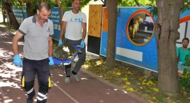 Körfez’deki yaralı Caretta carettaya yardım eli