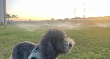 Vicdansızlık! Yaralılar yerde yatarken cüzdanları ve cins köpekleri çalındı
