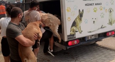 Karşıyaka'da yangın devam ediyor: Barınaktaki 600 hayvan vatandaşlar tarafından tahliye edildi