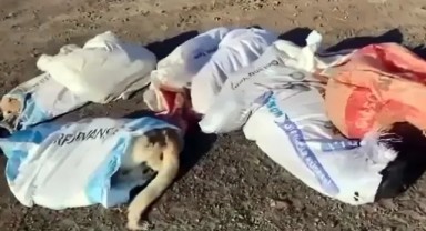 Resmen vahşet! 15 köpeği öldürüp çöplüğe attılar. Belediye başkanı soluğu savcılıkta aldı