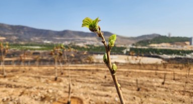 Yanan ormanlardan yüzleri gülümseten gelişme