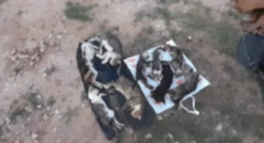 Önce Gebze ve Ümraniye, Şimdi de Kırklareli... Katliam Sürüyor... 17 Kedi ve Köpek Çöp Gibi Atılmış!