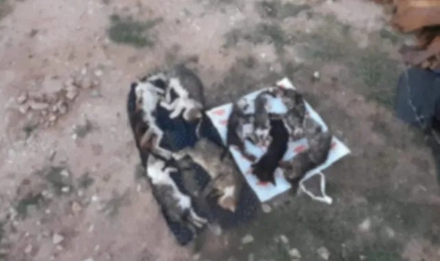 Önce Gebze ve Ümraniye, Şimdi de Kırklareli... Katliam Sürüyor... 17 Kedi ve Köpek Çöp Gibi Atılmış!