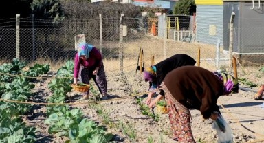 Kent Bostanı’nda ilk hasat gerçekleşti