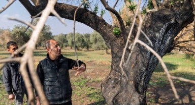 Zeytin ağaçları küllerinden doğacak