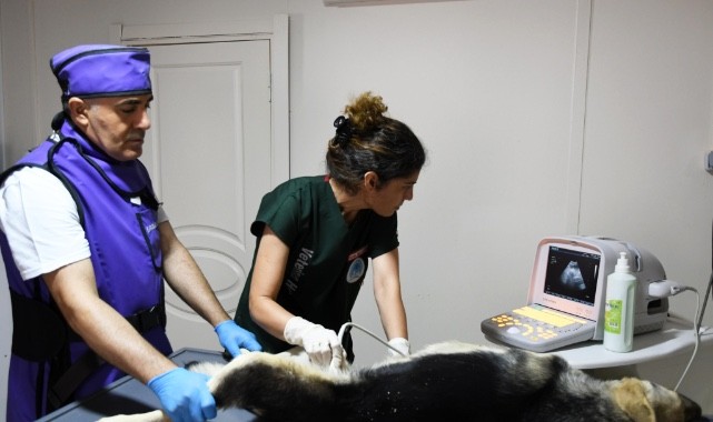 Karabağlar Belediyesi’nden sokak hayvanlarına modern hizmet