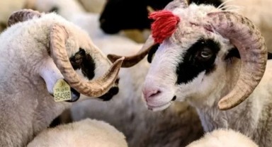 Kurban Bayramı Tatili Kaç Gün Olacak? Resmi Açıklama Geldi