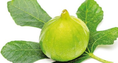 Buca Bardacığı görücüye çıkıyor